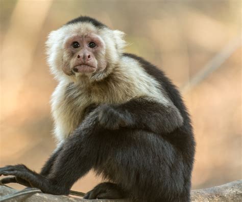 Macaco Puxa Qual Bicho