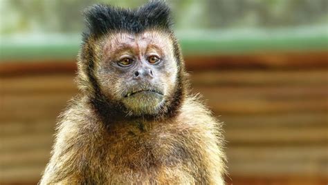 Macaco Puxa Que Bicho