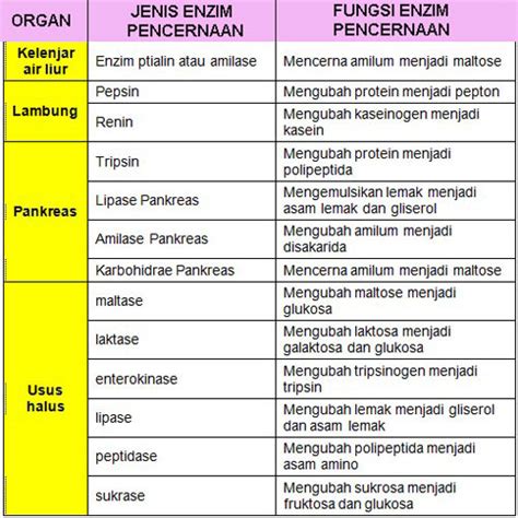 Macam Macam Enzim