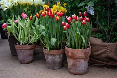 Maceta De Tulipanes