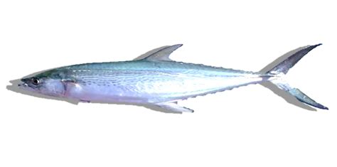 mackerel fish in telugu