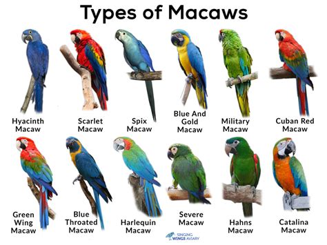 Macow   Macaws Types Facts Care Guide Amp Pictures Animal - Macow
