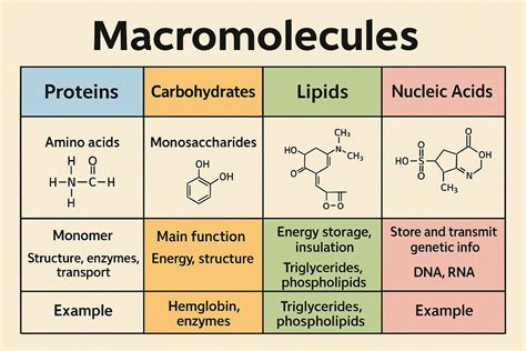 Macromolecules Study