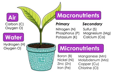 Macronutrients In Plants