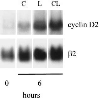 Macrophage Cyclin D2