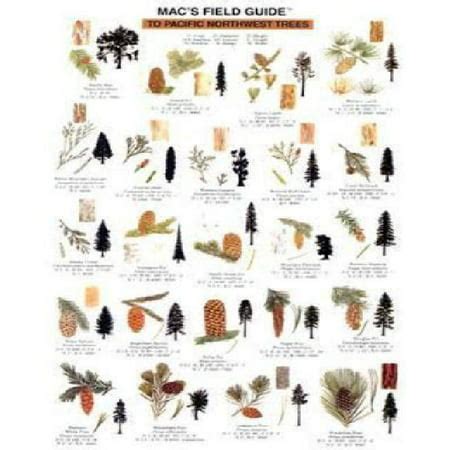 Download Macs Field Guide To Pacific Northwest Trees 
