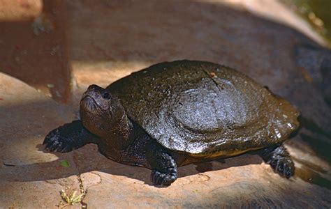 Madagascar Big Headed Turtle Common Name