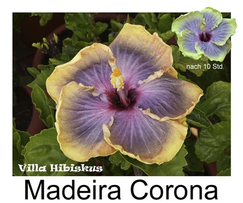 madeira corona