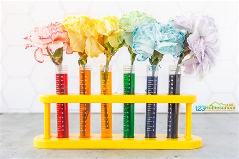 Magic Opening Flowers Science Sparks Capillary Action Science Experiment - Capillary Action Science Experiment