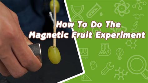 Magnetic Fruit Science Experiment For Kids Ronyes Tech Fruit Science Experiments - Fruit Science Experiments
