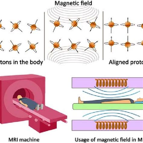 Full Download Magnetic Resonance Imaging The Basics 