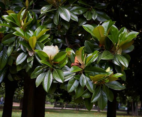magnolia grandiflora ekşi sözlük. 