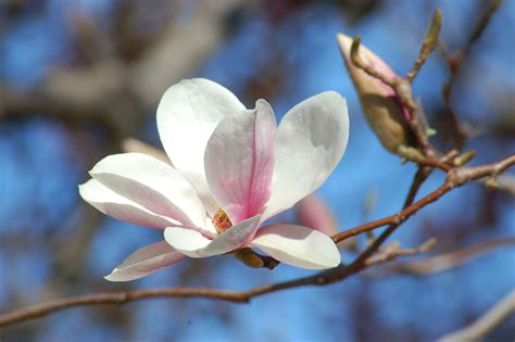 magnolias - numero da sorte