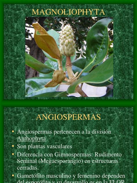 magnoliophyta pdf