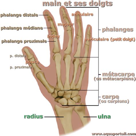 main a