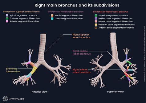 main bronchus