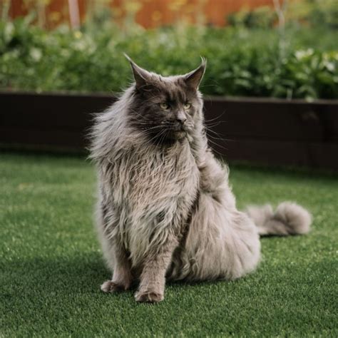 main cat