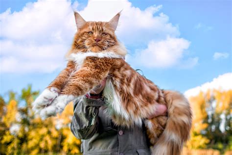 main coone cat