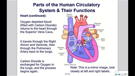 main function cardiovascular system