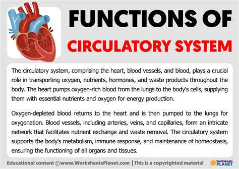 main function of circulatory system