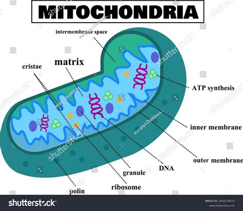main function of mitochondria of plant cell