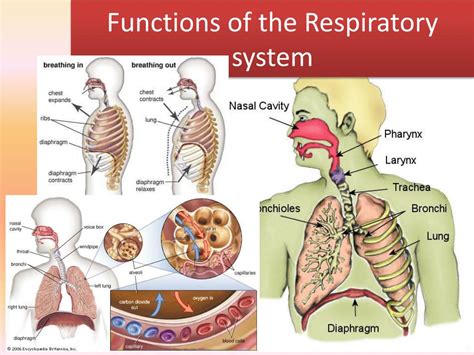 main function of respiratory