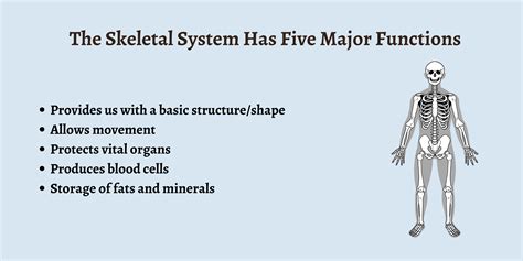 main function of skeleton system