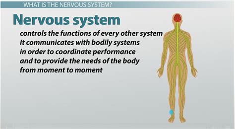 main function of the nervous system