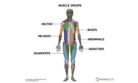main muscle groups