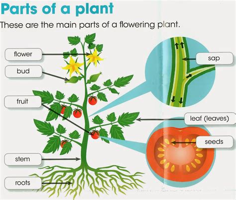 Main Parts Of A Plant Their Functions Structure 5th Grade Parts Of A Plant - 5th Grade Parts Of A Plant