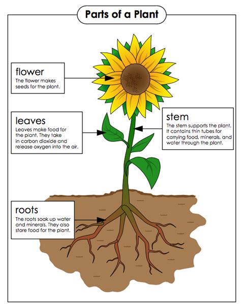Main Parts Of Plants Third Grade Science Worksheets Plant Worksheets 3rd Grade - Plant Worksheets 3rd Grade