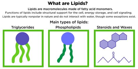 Main Types Of Lipids