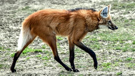 main wolf