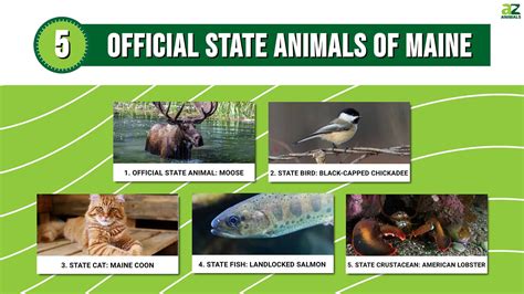 maine animals