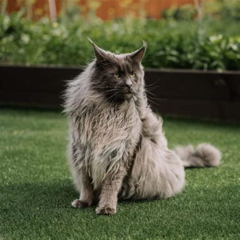 maine cat
