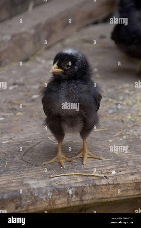 maine chick
