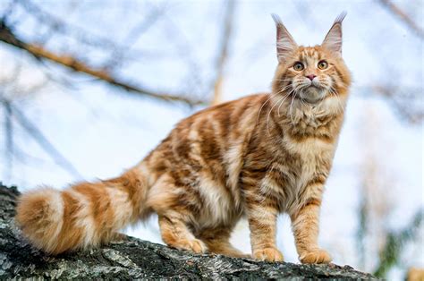 maine coon.