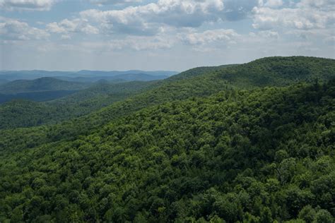 maine forests
