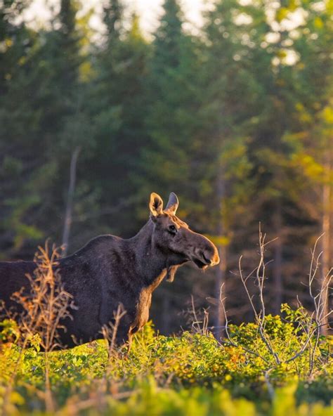 maine moose