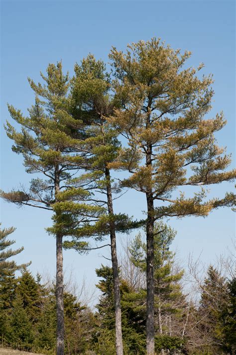maine state tree