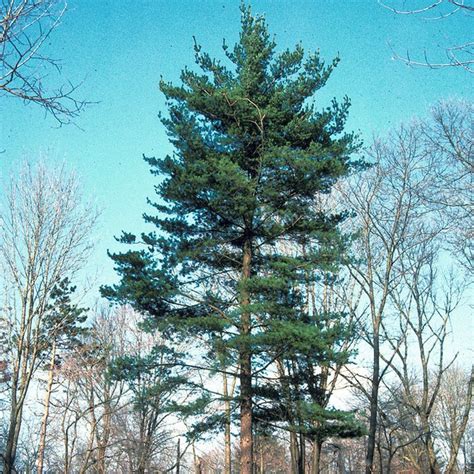 maine tree state
