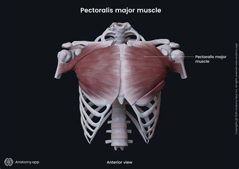 major pectoralis onlyfans