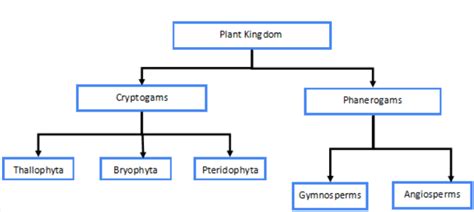 Major Phyla Upto Subclass With Examples