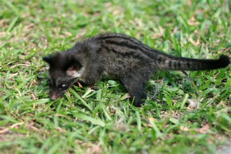 MAKANAN MUSANG - 9 Jenis Makanan Musang Yang Berkualitas - Ilmu Peternakan