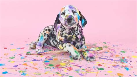  - Make your dog into art app