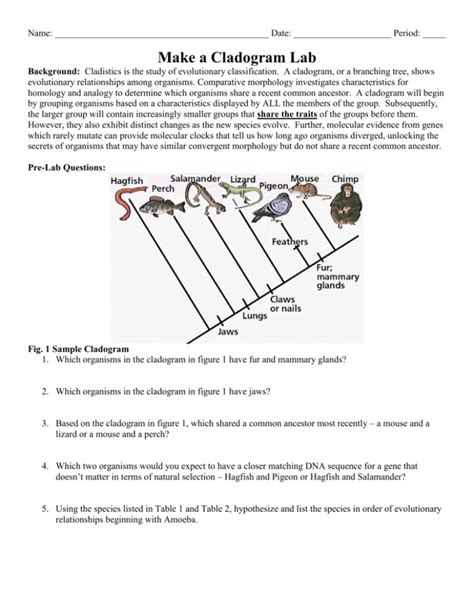 make a cladogram lab answer key