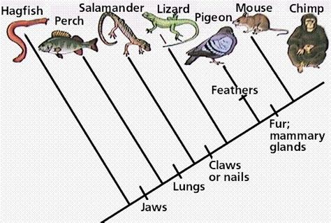 Make A Cladogram Wyzant Ask An Expert Cladograms And Genetics Worksheet Answers - Cladograms And Genetics Worksheet Answers