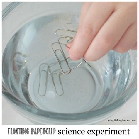 Make A Paperclip Float Sciencebob Com Paper Clip Science - Paper Clip Science