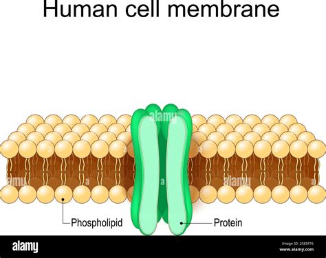 Make A Transparent Cell Membrane Model