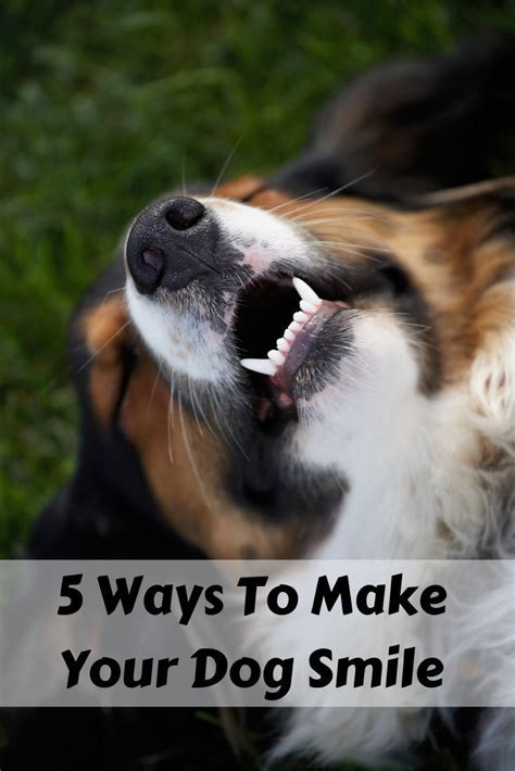 make your dog smile